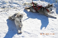 Huskies Erleben